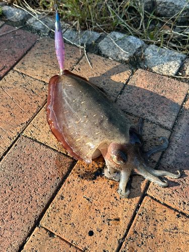 モンゴウイカの釣果