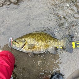 スモールマウスバス