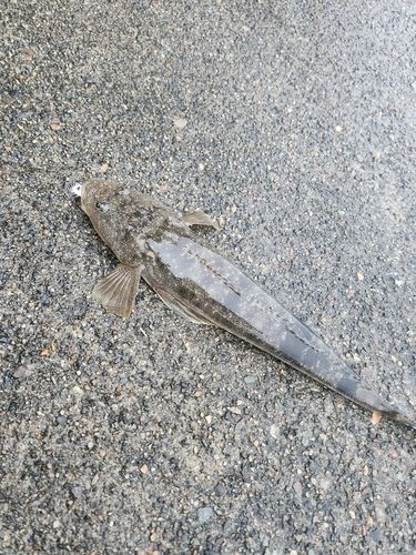 マゴチの釣果