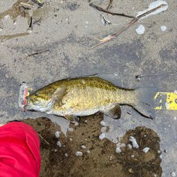 スモールマウスバス