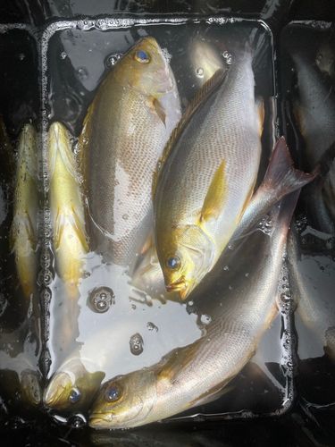 イサキの釣果