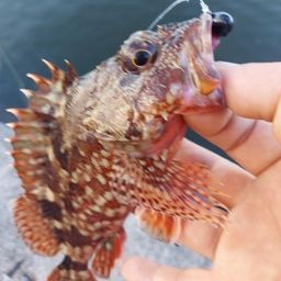 カサゴ