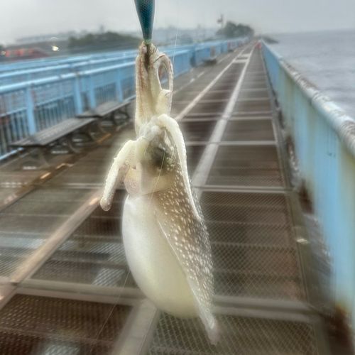 シリヤケイカの釣果
