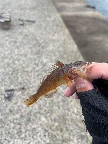 アナハゼの釣果