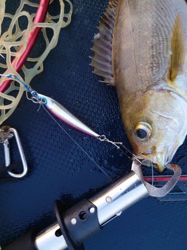 イサキの釣果
