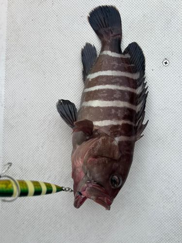 マハタの釣果