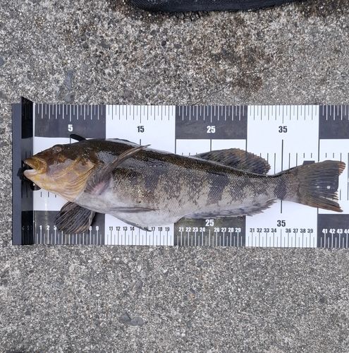 アイナメの釣果