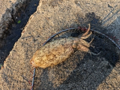 モンゴウイカの釣果