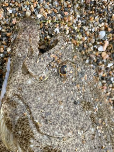 ソゲの釣果