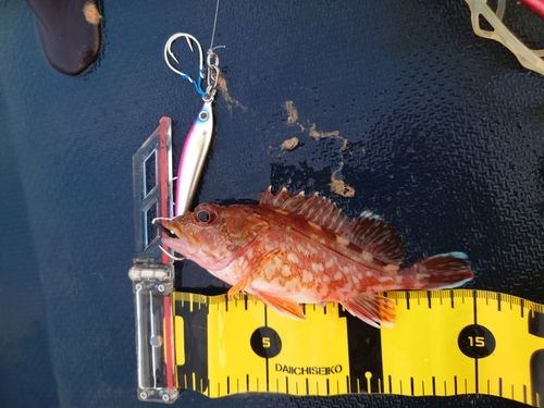 アラカブの釣果