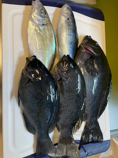 メジナの釣果
