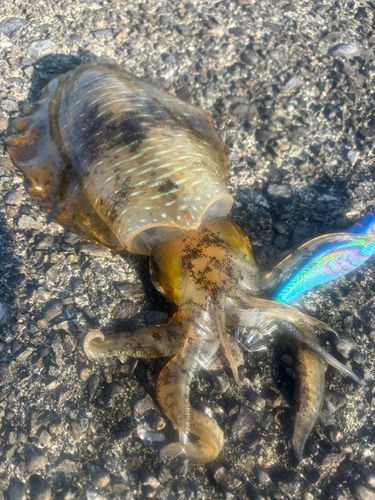 アオリイカの釣果