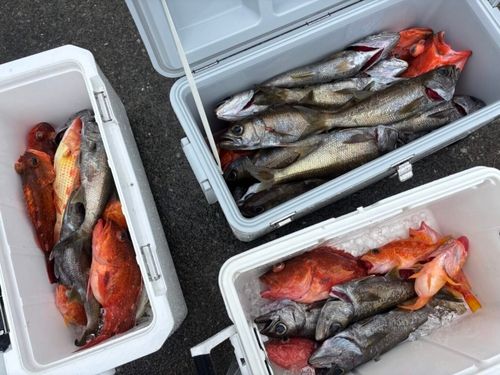 クロムツの釣果