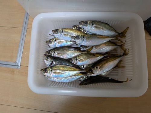 アジ