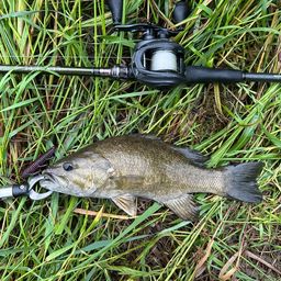 スモールマウスバス