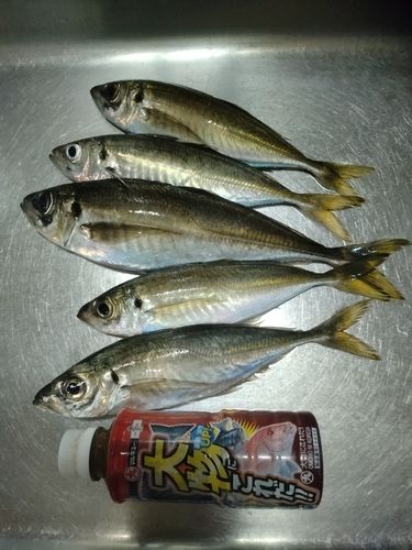 アジの釣果