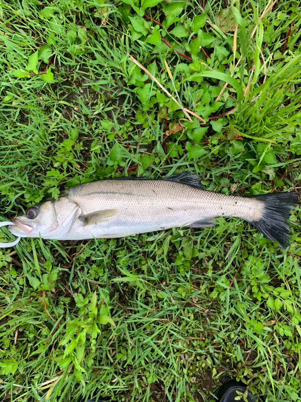 セイゴ（マルスズキ）