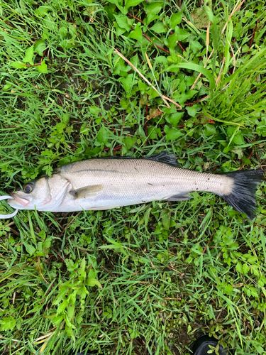セイゴ（マルスズキ）の釣果