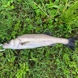 セイゴ（マルスズキ）