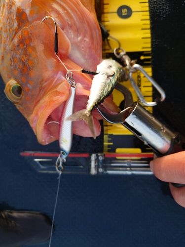 キジハタの釣果