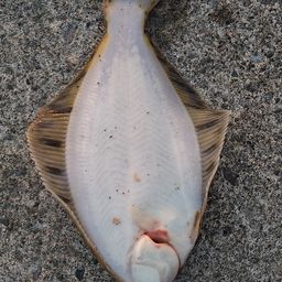 クロガシラガレイ