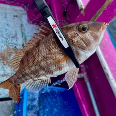 イトフエフキの釣果