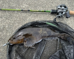 アイナメの釣果
