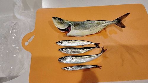 ワカシの釣果