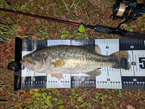 ラージマウスバスの釣果