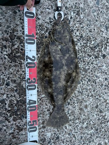 ヒラメの釣果