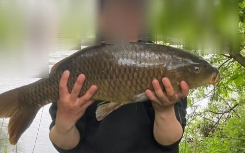 コイの釣果