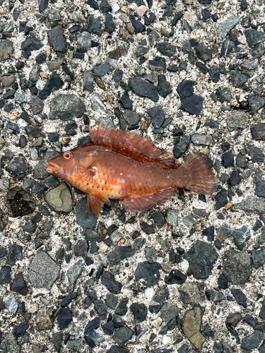 オハグロベラの釣果