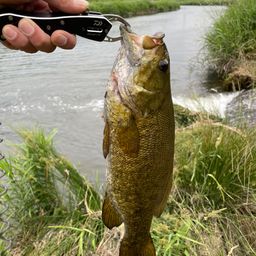 スモールマウスバス