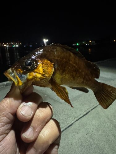 メバルの釣果