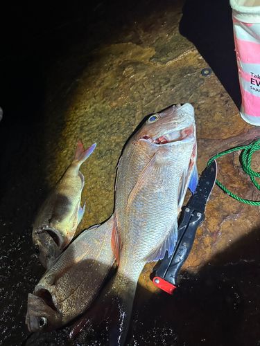 タイの釣果