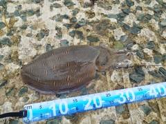 モンゴウイカの釣果