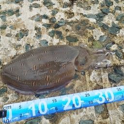 モンゴウイカ