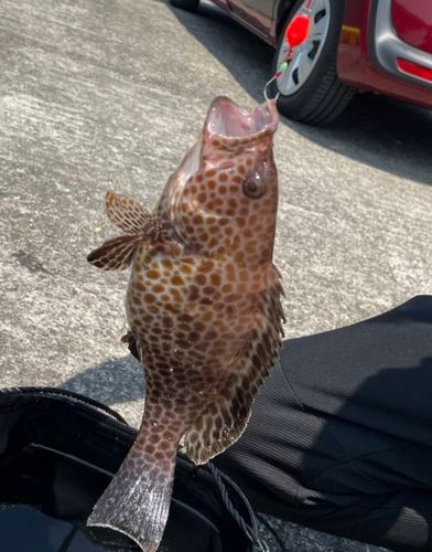 オオモンハタの釣果