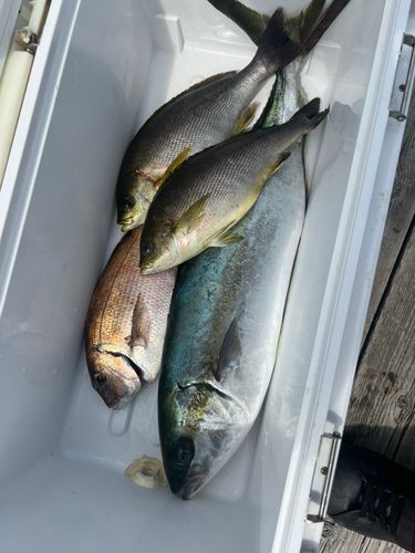 ヒラマサの釣果