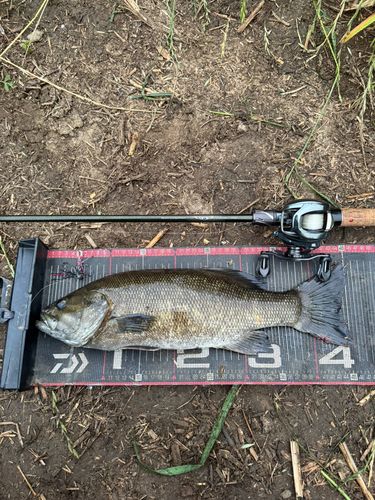 スモールマウスバスの釣果