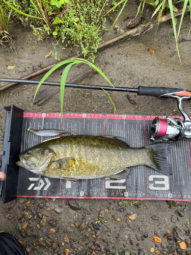 スモールマウスバスの釣果