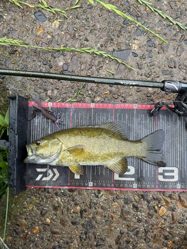 スモールマウスバスの釣果