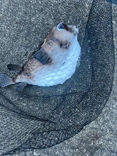 オニオコゼの釣果