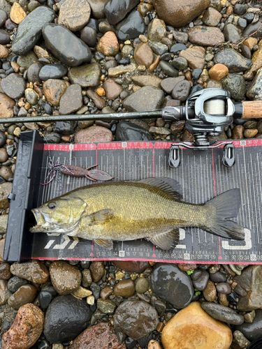 スモールマウスバスの釣果