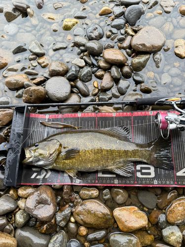 スモールマウスバスの釣果
