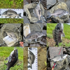 クロダイの釣果