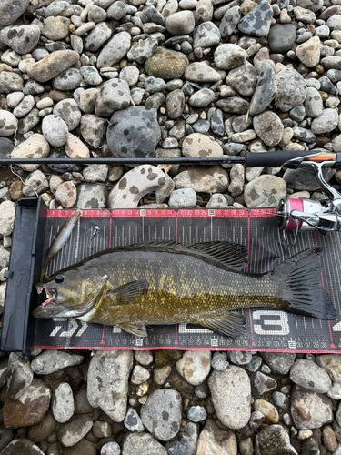 スモールマウスバスの釣果