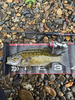 スモールマウスバスの釣果