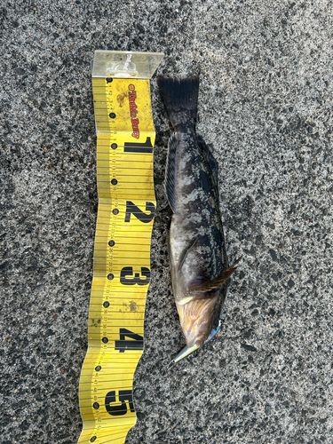 アイナメの釣果