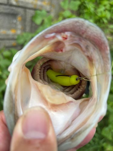 ブラックバスの釣果